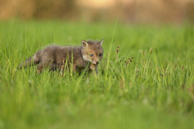 Red fox baby crawls in the grass