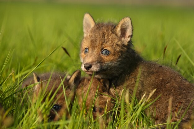 Red fox baby crawls in the grass