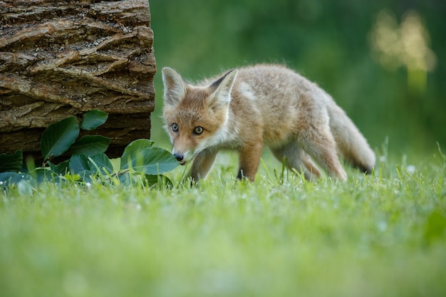 Red Fox Vulpes vulpes at european forest 