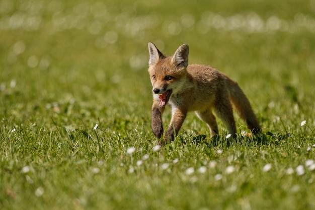 Free photo red fox vulpes vulpes at european forest