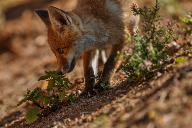 Free photo red fox vulpes vulpes at european forest