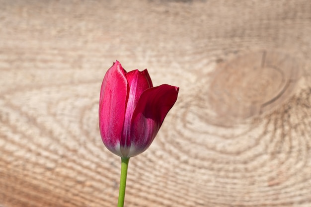 Free Photo red fresh tulip flower blossom on a wooden background