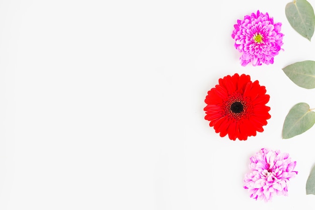 Free Photo red gerbera with pink chrysanthemum and leaves on white background