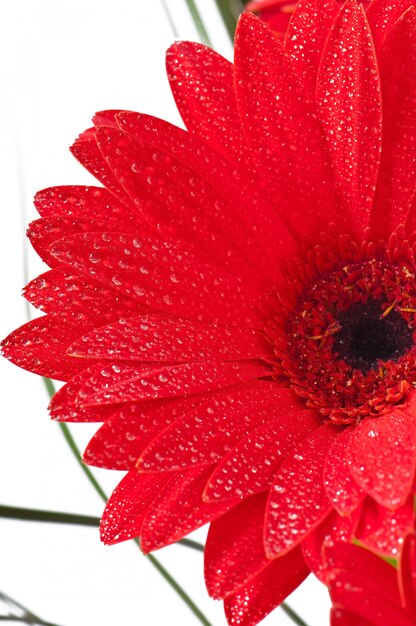 red gerberas close up