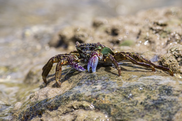 Red and green crab on rock