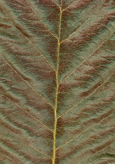 Red Green Leaf