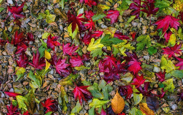 Red and green leaves