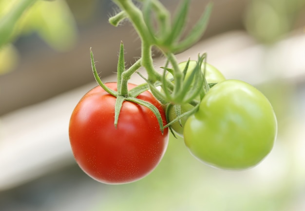 Red and green tomatoes