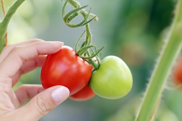 Red and green tomatoes