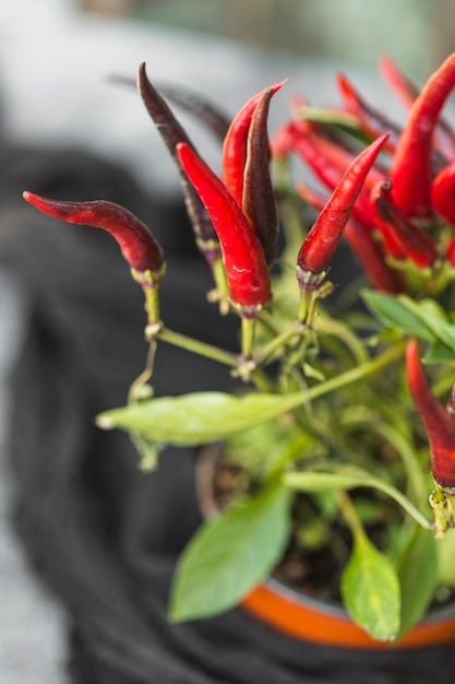 Free photo red hot chili pepper potted plant