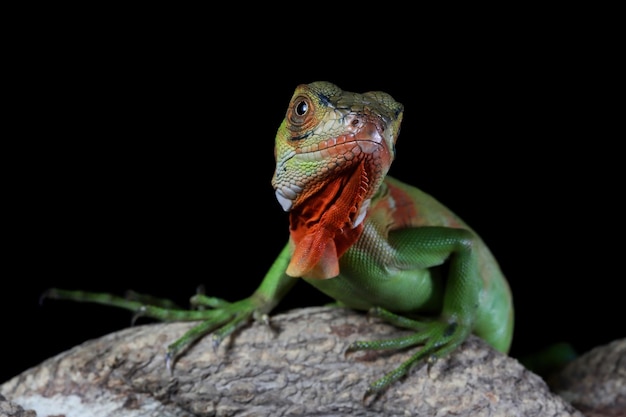 Red Iguana closeup on branch with natural background