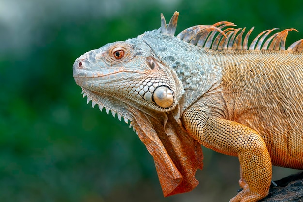 Red iguana closeup head on wood Red iguana closeup