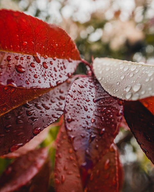 Free photo red leaves with water drops