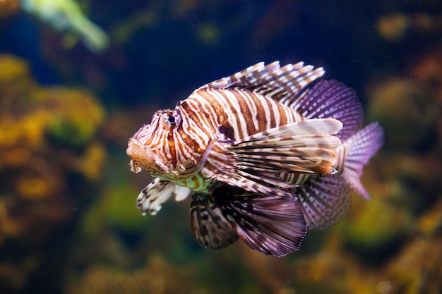 Red lionfish