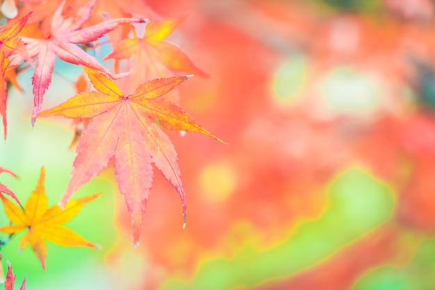 Red maple leaf