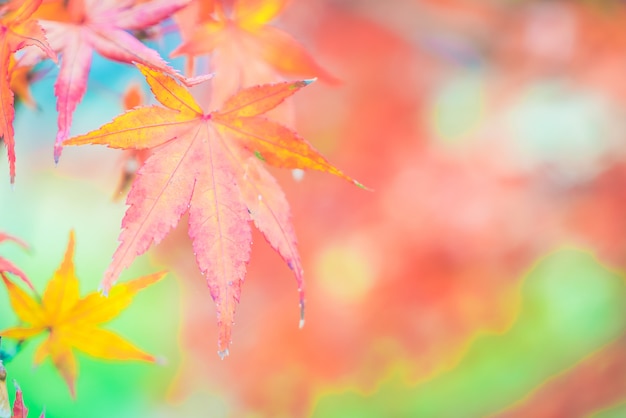 Free Photo red maple leaf