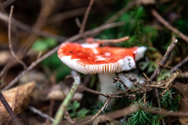 Red mushroom among lithuania in the forest macro shot