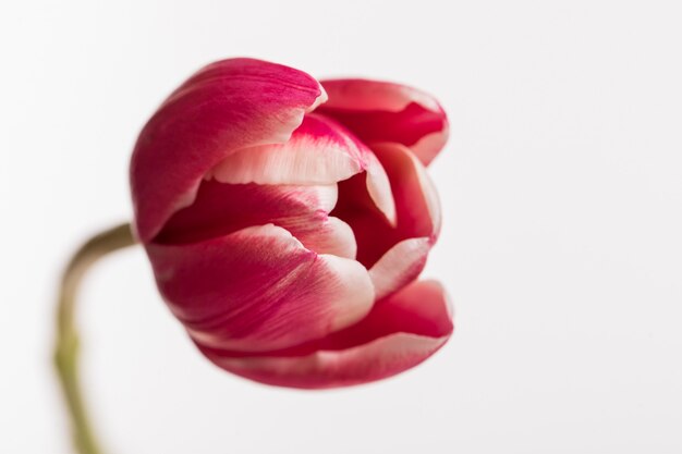 Red open tulip isolated on white surface