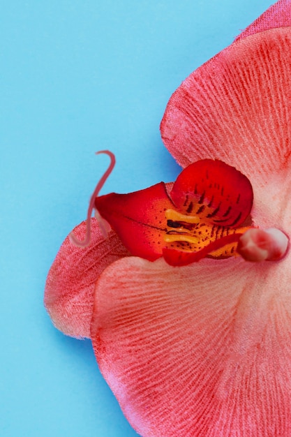 Free Photo red orchid closeup on blue background