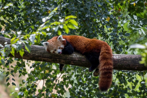 Free photo red panda laying on a tree branch and enjoying its lazy day