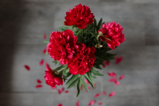 Red peonies bouquet isolated on gray background.