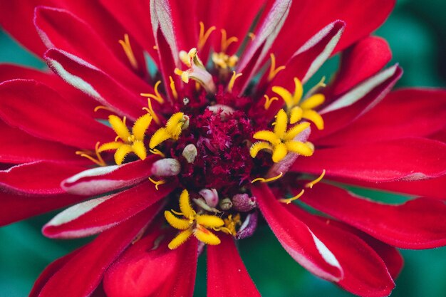 Red petaled flower