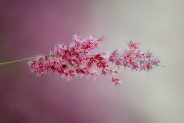 Red-petaled flower