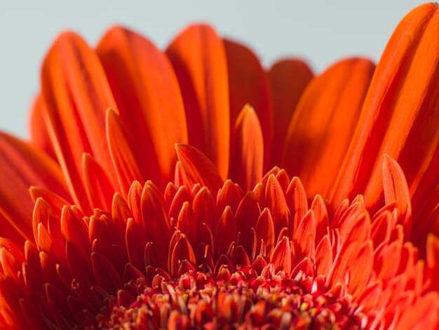 Red petals of a beautiful chrysanthemum flower