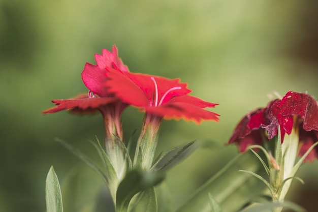 Free photo red petals of flowers and green leaves