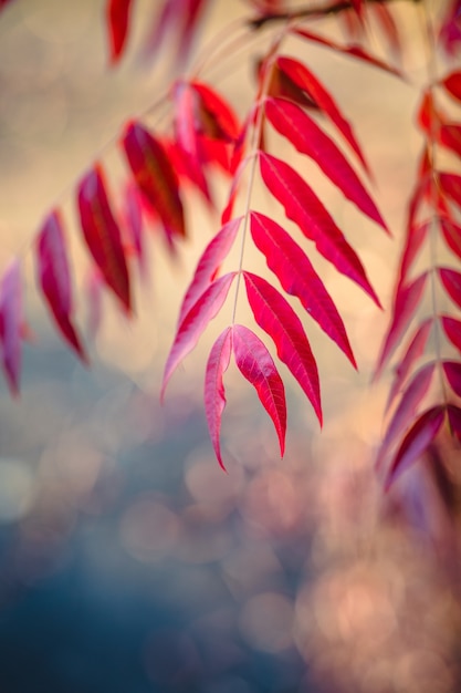 Free photo red plant leaves