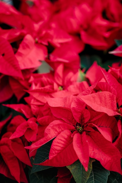 Red poinsettia in bloom