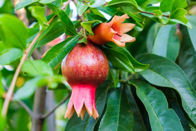 Red pomegranate flower bloom outdoor in a summer garden.