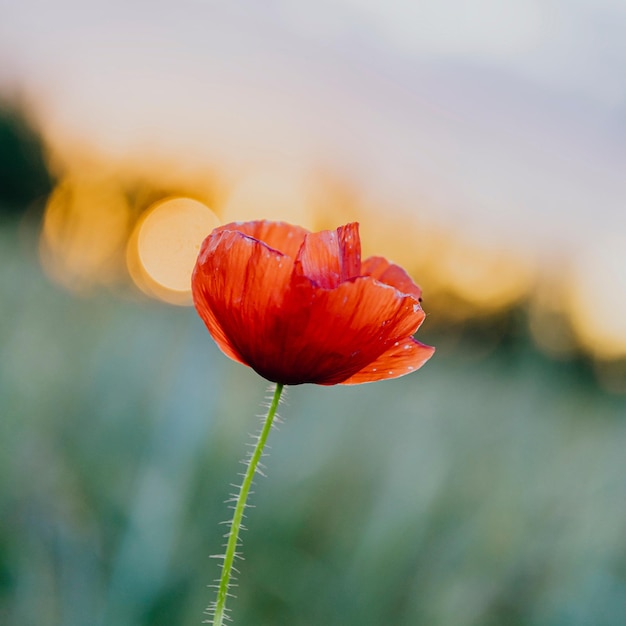 Free photo red poppy flower at sunset in a summer field