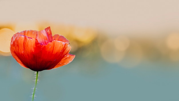 Free photo red poppy flower at sunset in a summer field