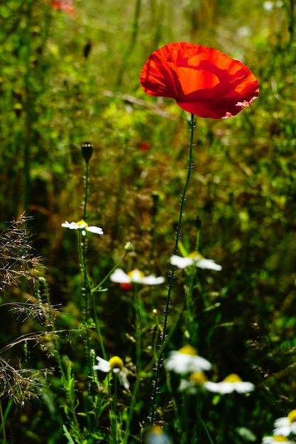 Free Photo red poppy flower and white daisies in a garden