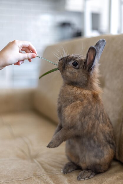 Red rabbit on the couch Pet concept Easter holidays