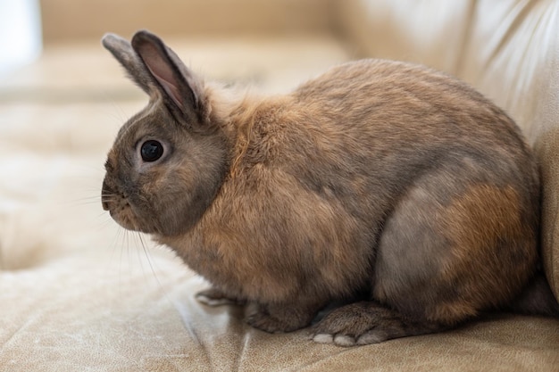 Free photo red rabbit on the couch pet concept easter holidays