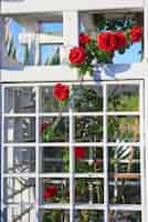 Free photo red rose bush in the garden close up in summer.