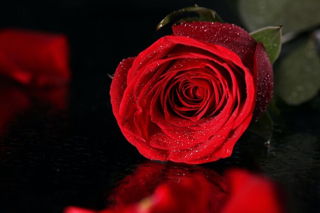 Red rose in darkness