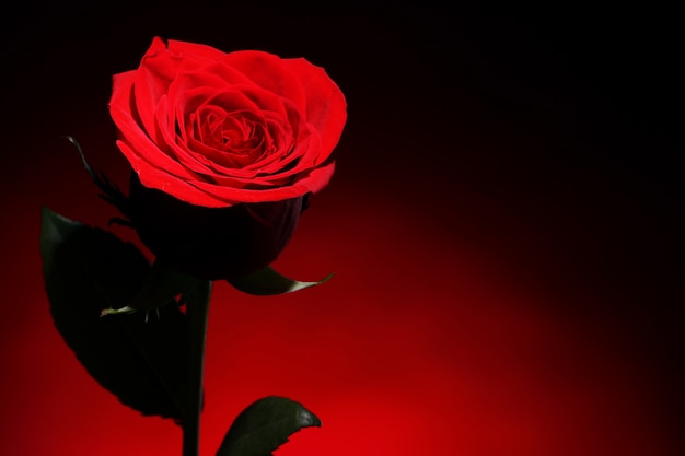 Red rose in darkness