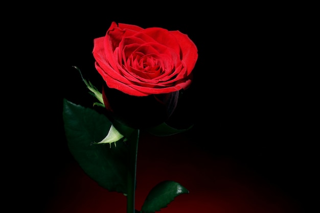 Red rose in darkness