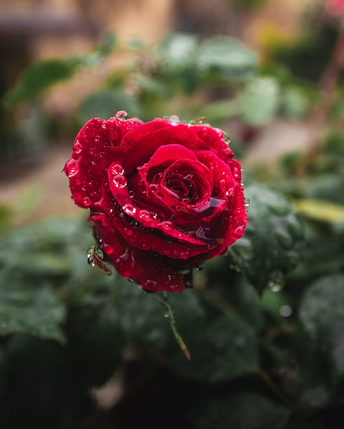 Free photo red rose flower with water drops