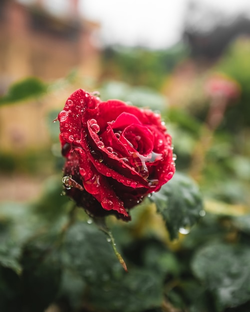 Red rose flower with water drops