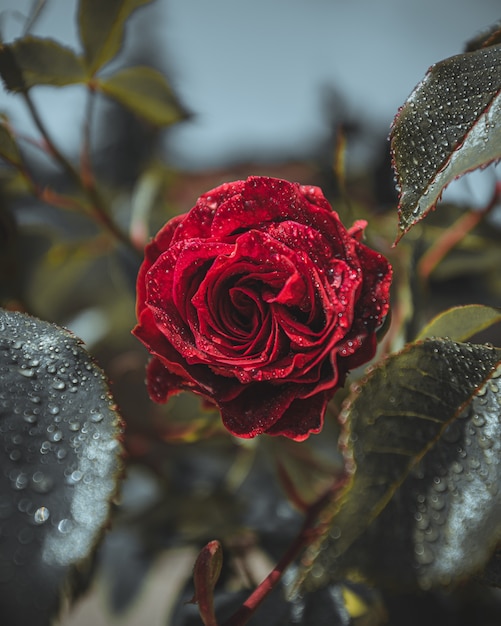 Red rose flower with water drops