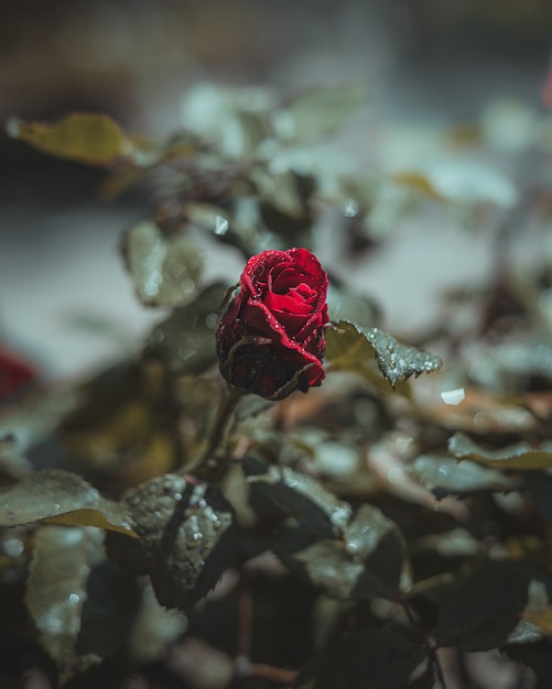 Red rose flower with water drops