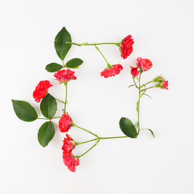 Red rose flowers and leaves on white background