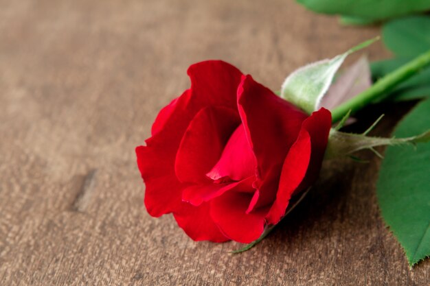 Red rose on wood floor