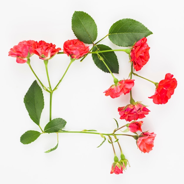 Red roses frame on white backdrop