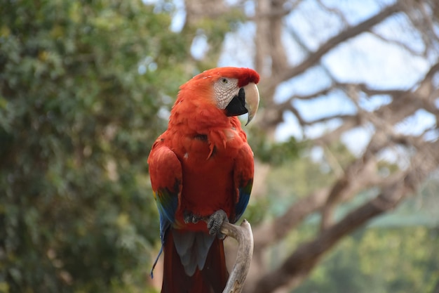 Free Photo red scarlet macaw with a hooked beak on a branch.