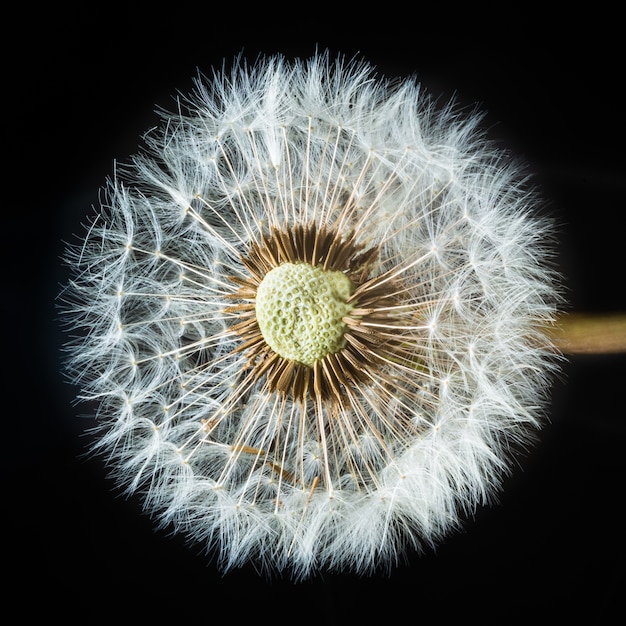 Free photo red-seeded dandelion on black